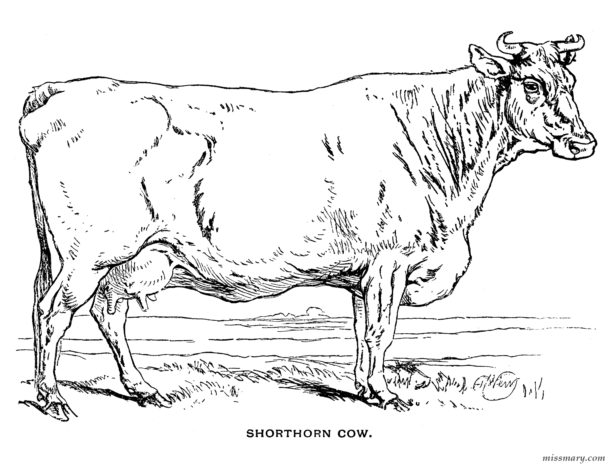 Shorthorn Cow Coloring Page from an Antique Coloring Book - Miss ...