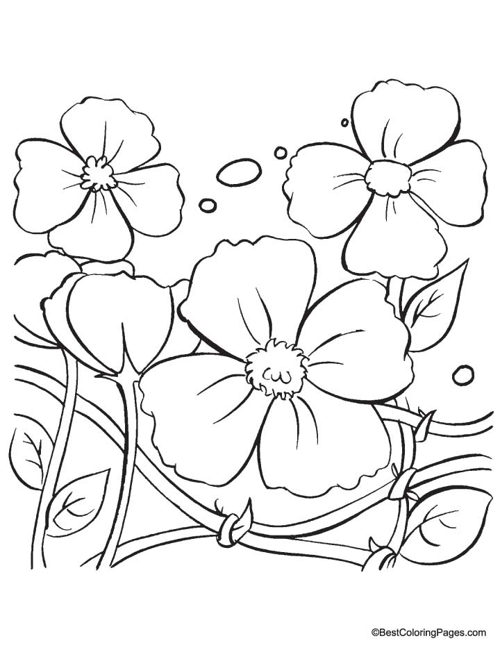 a poppy Colouring Pages