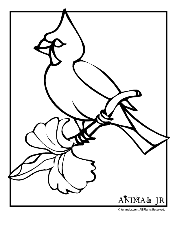 Winter Cardinal Coloring Page - Get Coloring Pages