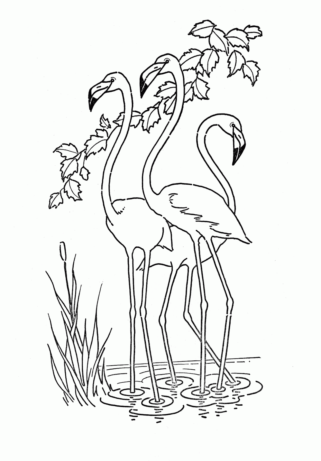 Birthday Flamingo Coloring Pages Coloring Home