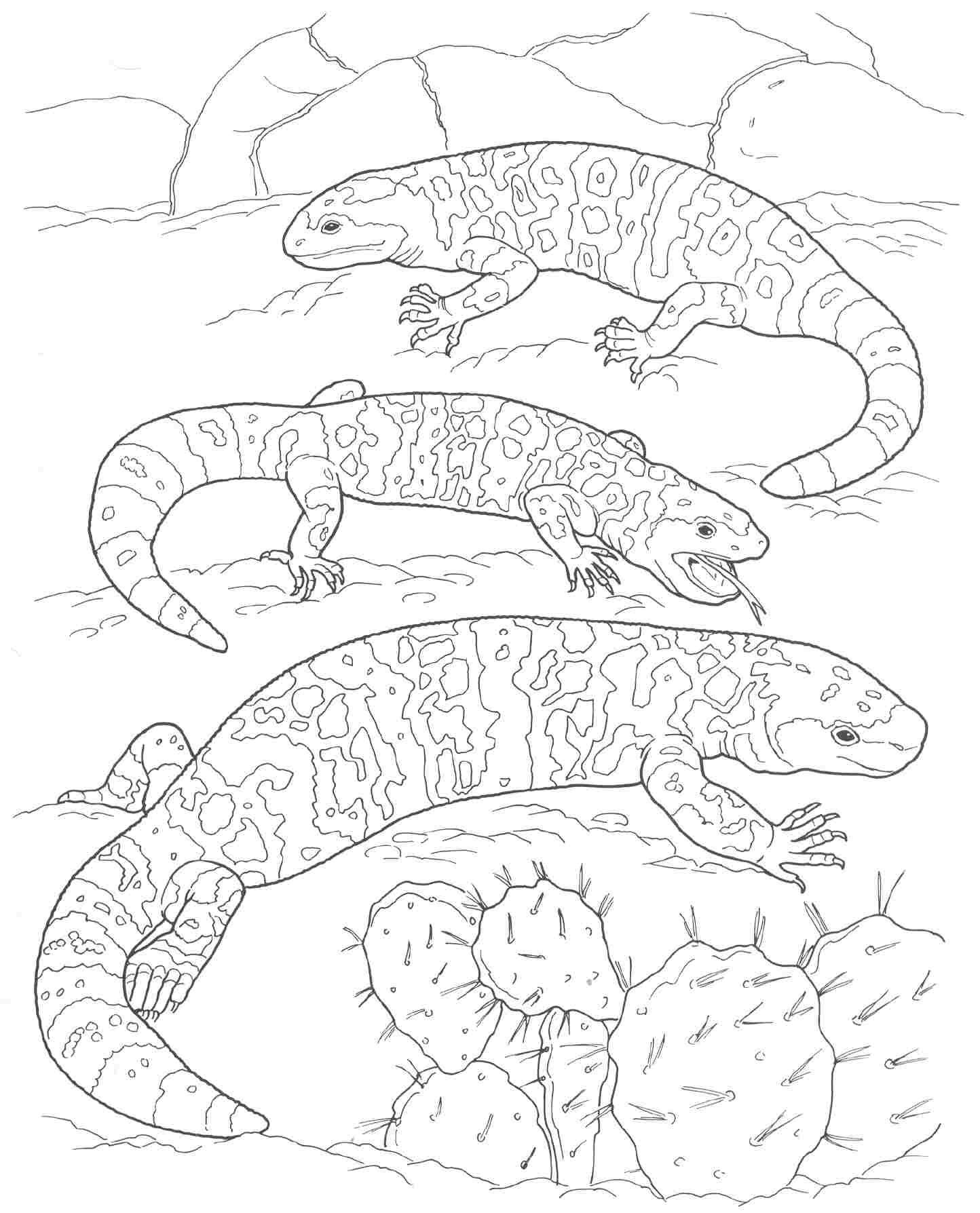 Desert Animals And Plants Coloring Pages - Coloring Page