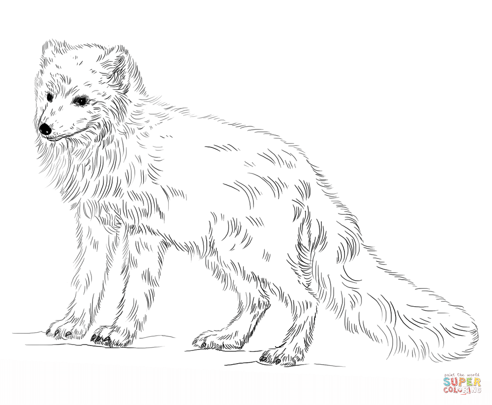 Arctic Fox Coloring Page Free Printable Pages