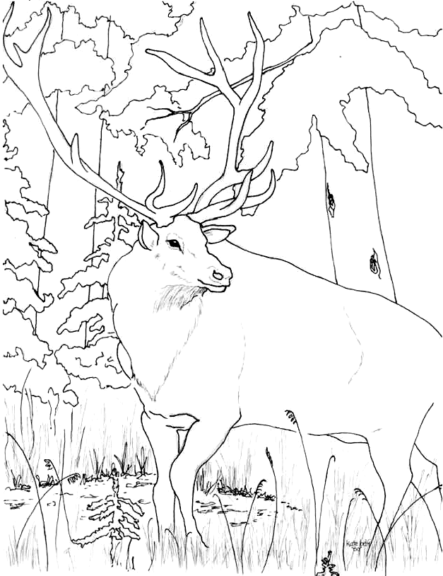 Elk Coloring Page - Coloring Pages for Kids and for Adults