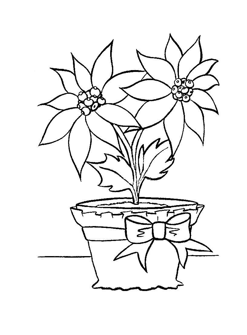 Poinsettia Outline Coloring Home
