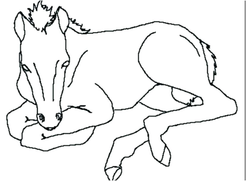 Printable Horses Coloring Pages Free Horse Capture Baby ...