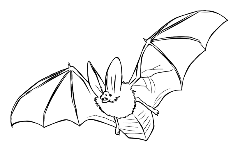 realistic bat coloring pages to print Coloring4free - Coloring4Free.com