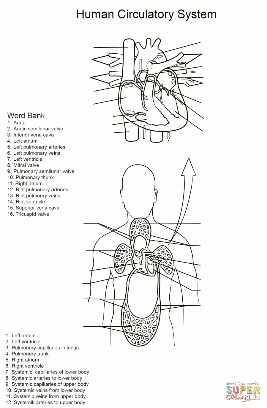 Circulatory System For Kids Coloring Pages - Coloring Home