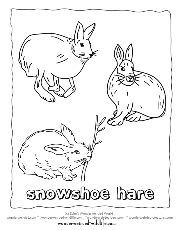 Printable Hare Coloring Pages,Arctic Hare Coloring Page,Snowshoe ...