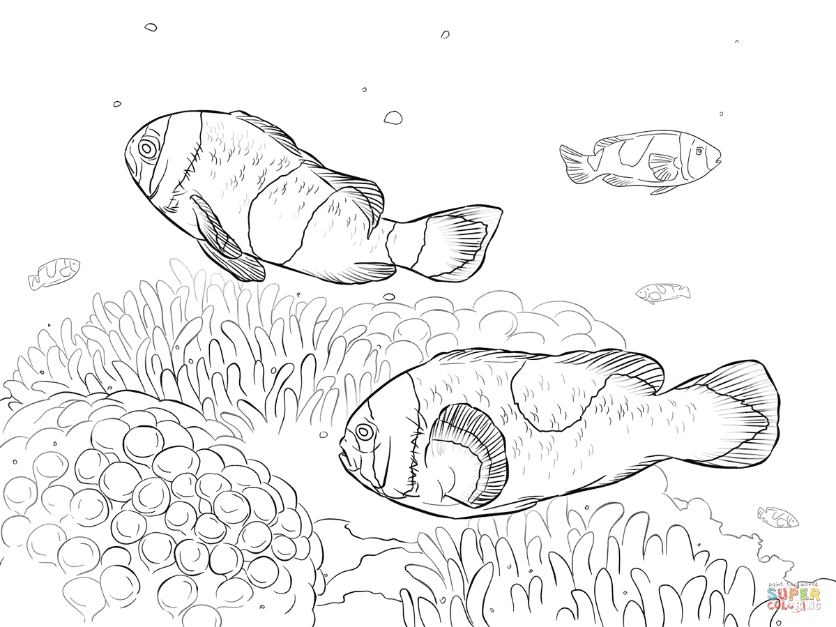 Clownfish Coloring Page - Coloring Home