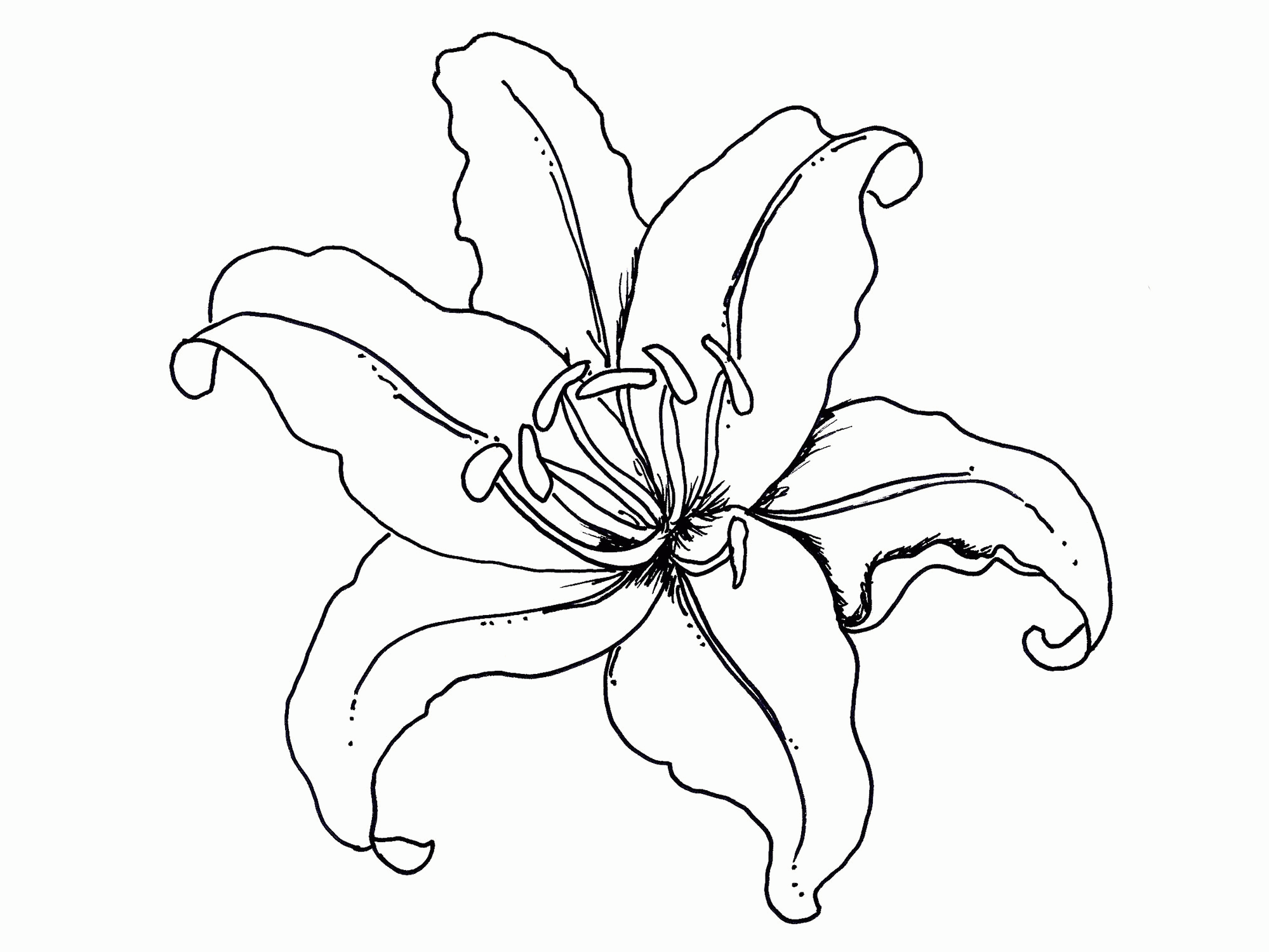 716 Simple Tropical Flower Coloring Pages with Printable