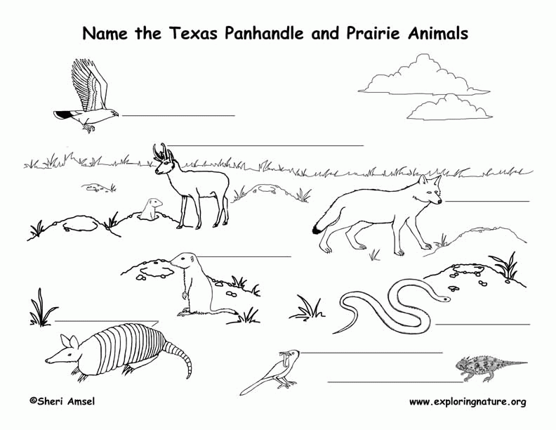 Texas Panhandle and Prairie Animals Labeling Page