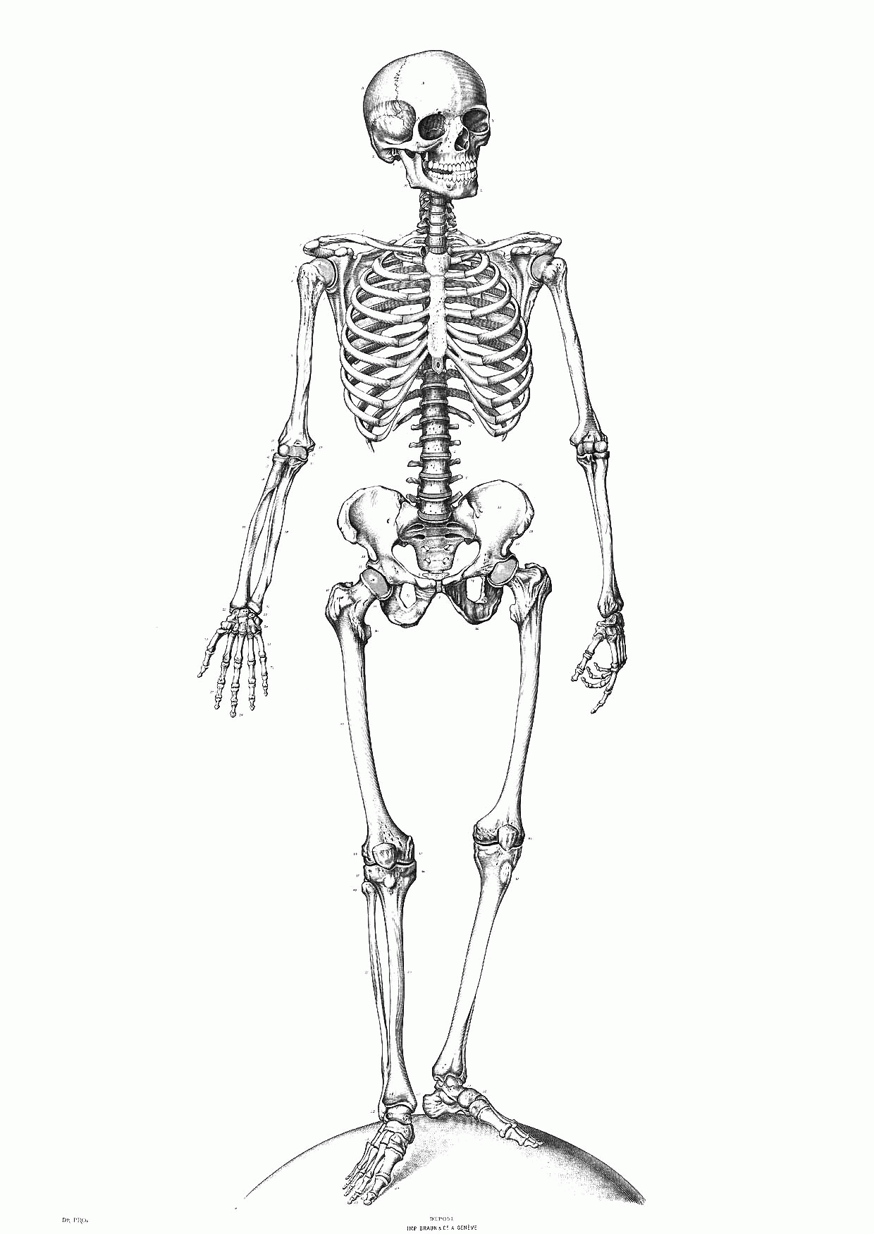 printable-skeleton-coloring-pages-coloring-home