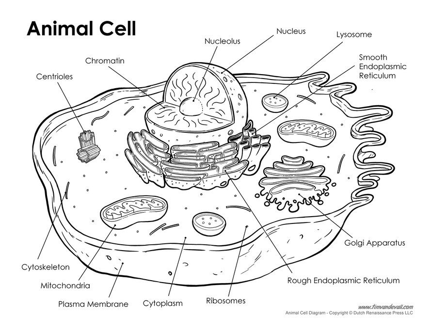 Animal Cell Coloring Page - Coloring Home