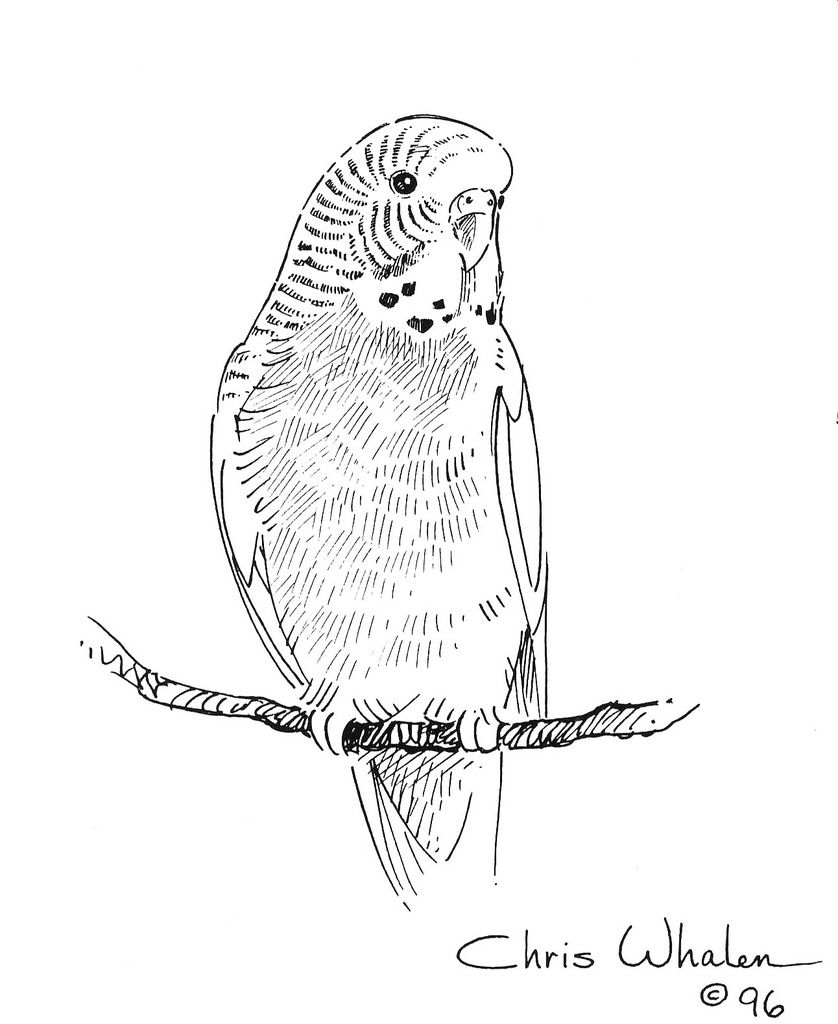 Budgie Coloring Pages Illustration budgie flickr | Animal drawings, Parakeet  art, Bird coloring pages