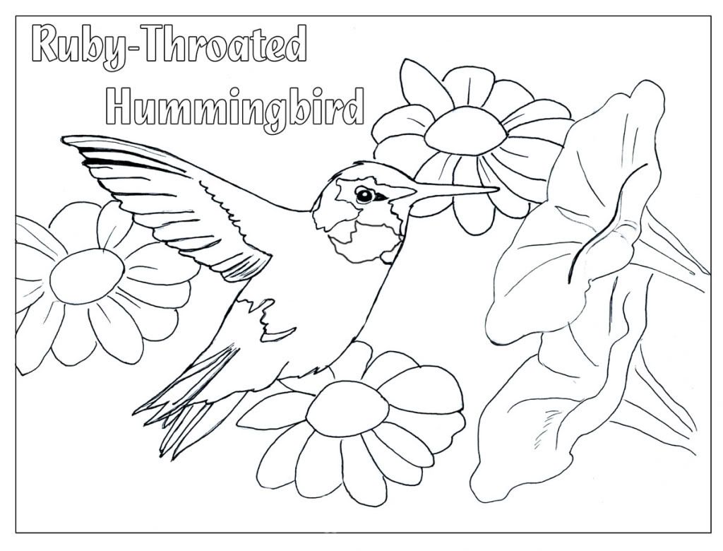 Humming Bird Coloring Page - Coloring Home
