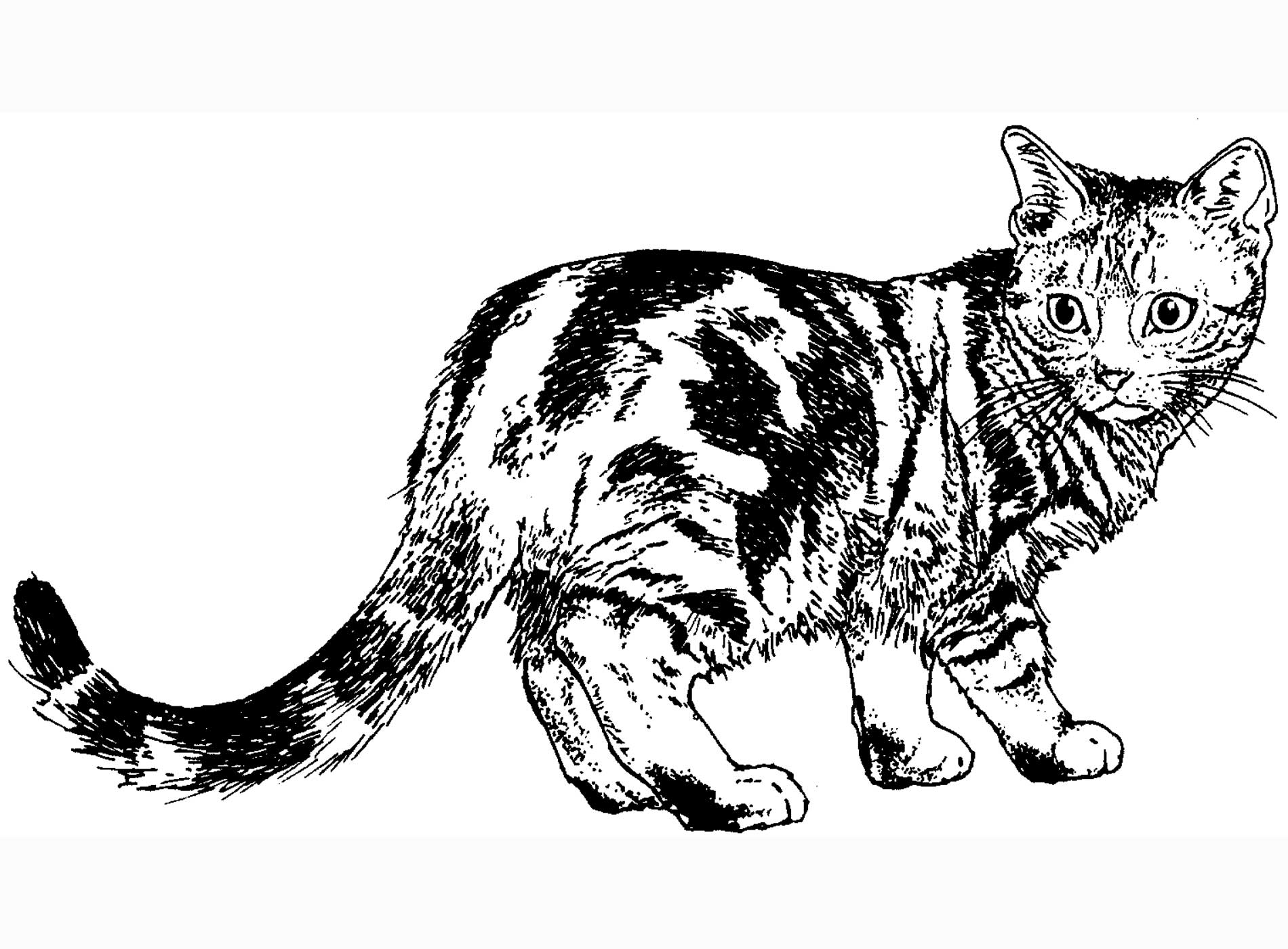 Realistic Cat Coloring Pages Sketch Coloring Page 6860 The Best