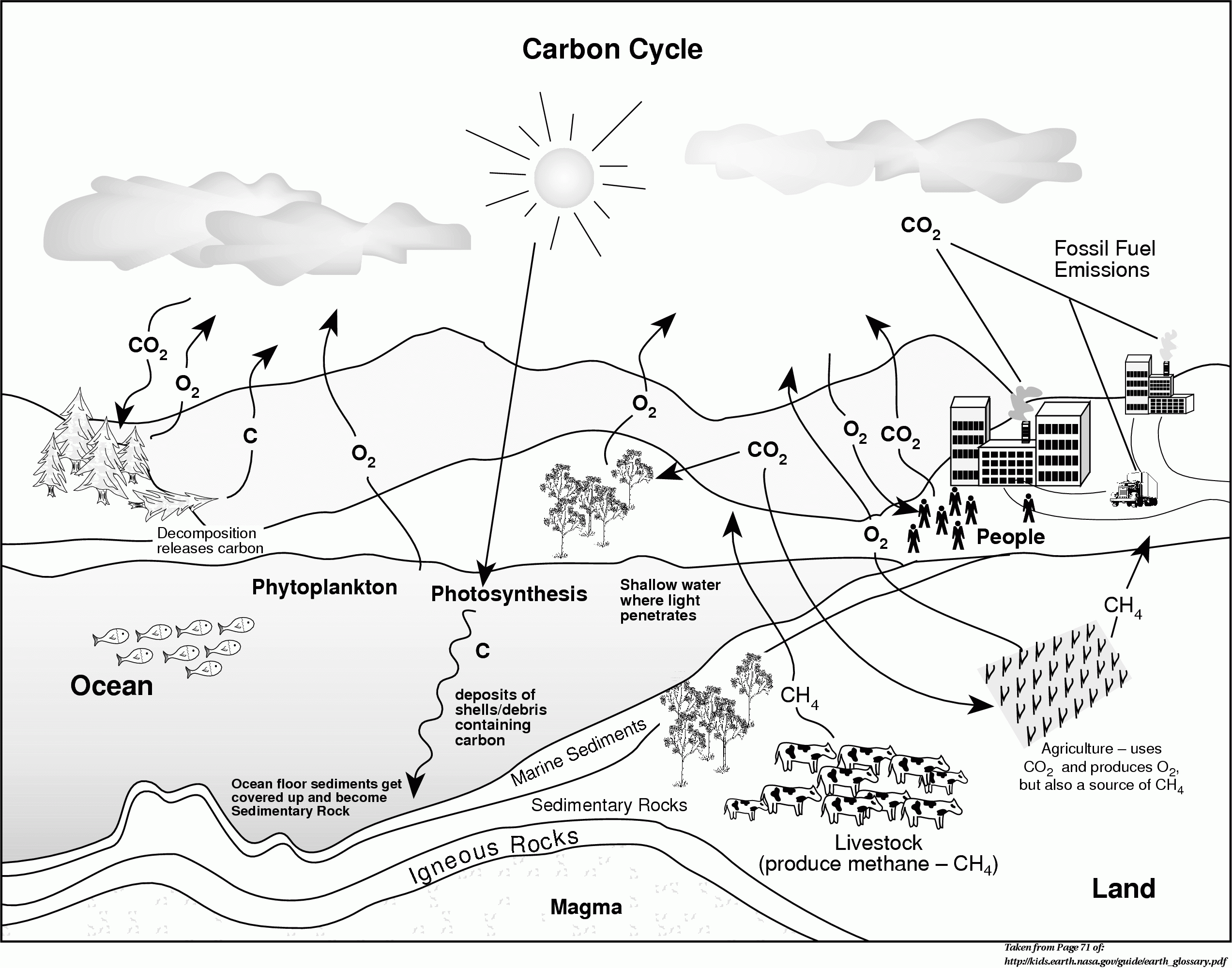 carbon-cycle-coloring-activity-coloring-pages-coloring-home