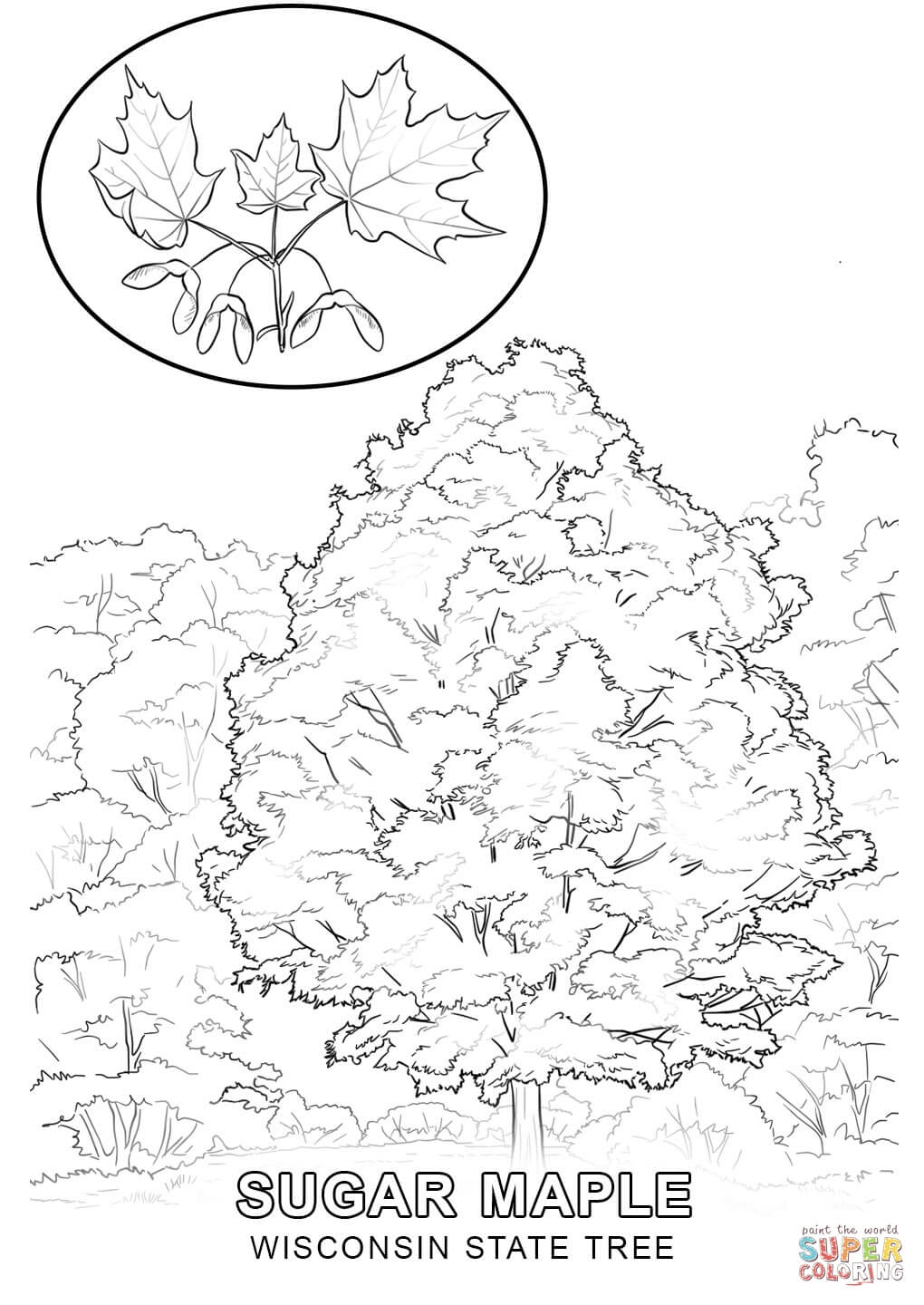Wisconsin State Tree coloring page | Free Printable Coloring Pages