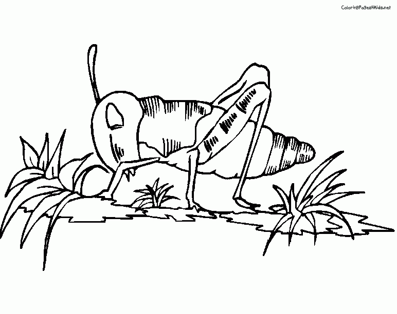 The Very Quiet Cricket Coloring Page