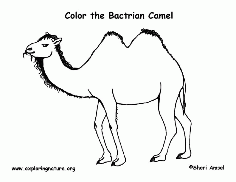 Camels Coloring Pages – Coloring Pics