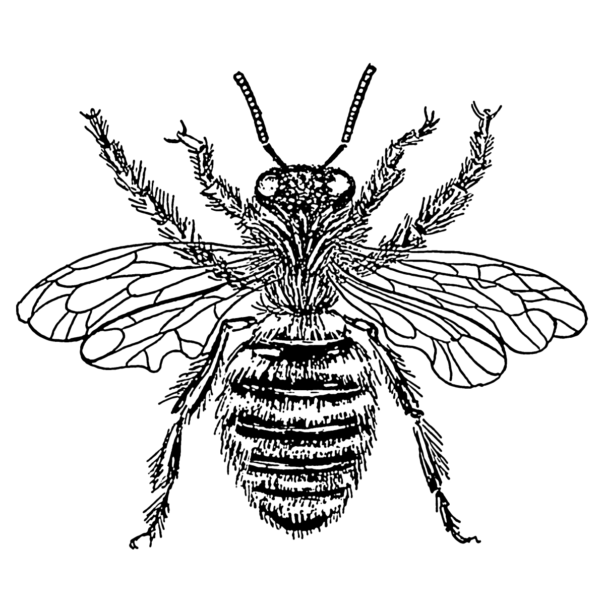 Inside the Bee Hive: How Bees Make Honey - Dengarden