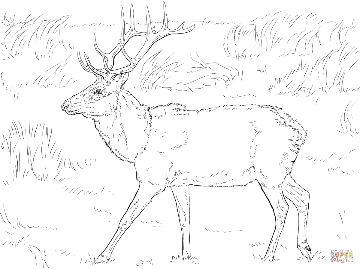 Tule Elk Deer coloring page | Free Printable Coloring Pages