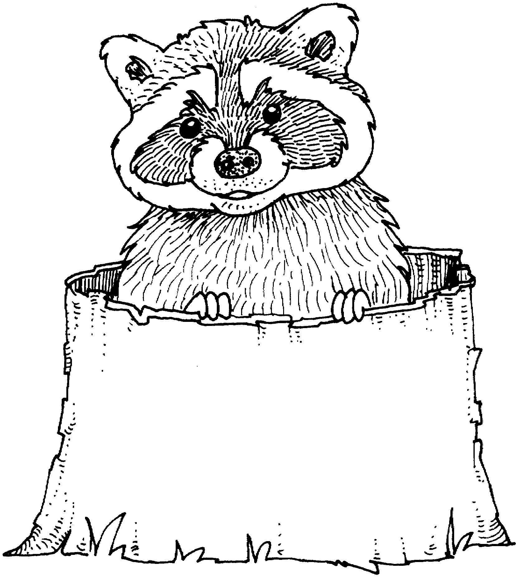 Coloring Page Of A Raccoon - Coloring Home