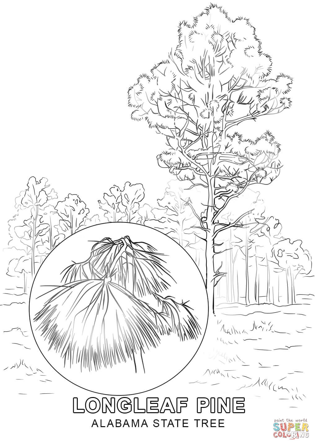 Alabama State Tree coloring page | Free Printable Coloring Pages