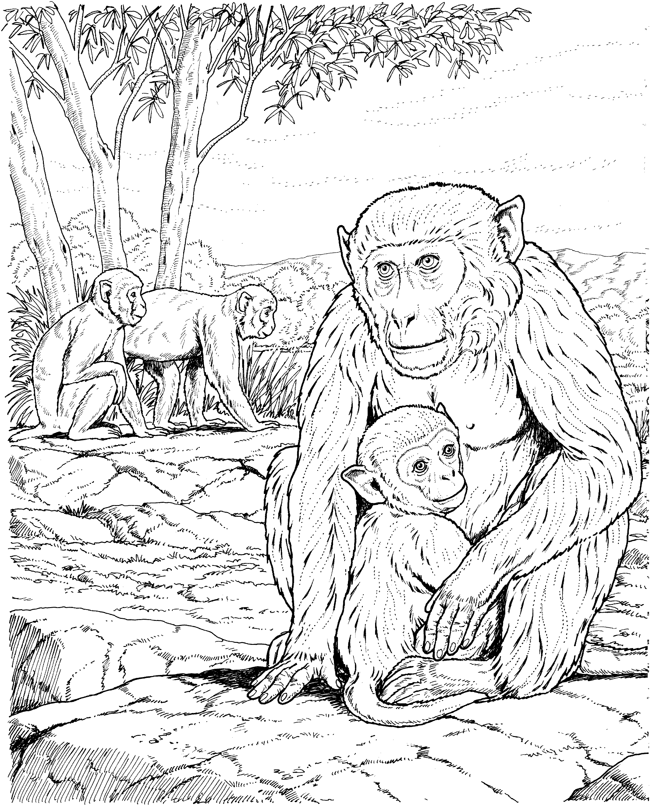 Realistic Monkey Coloring Pages - Coloring Home