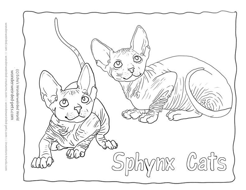 Cat Coloring Sheets Sphynx Cat Pictures,Hairless Sphynx Cat,Cat 
