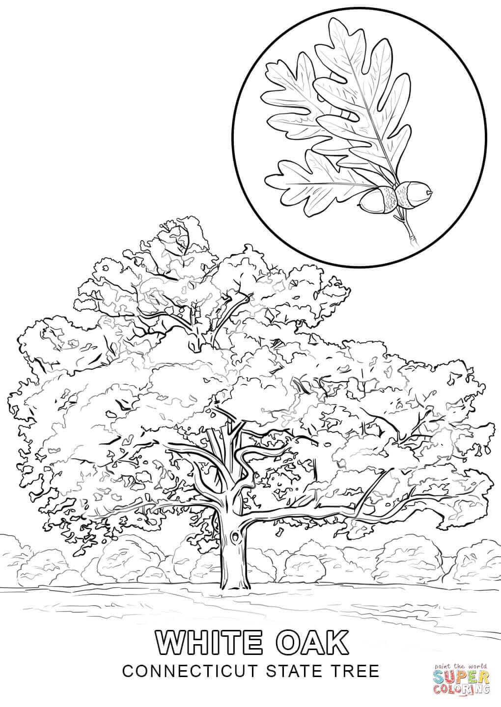 Connecticut State Tree coloring page | Free Printable Coloring Pages