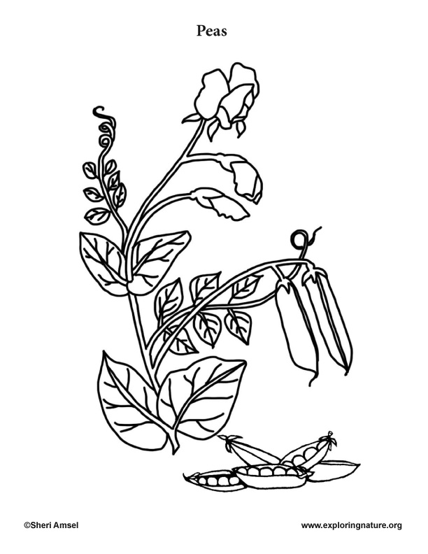 Garden Vegetables Coloring Pages (10)