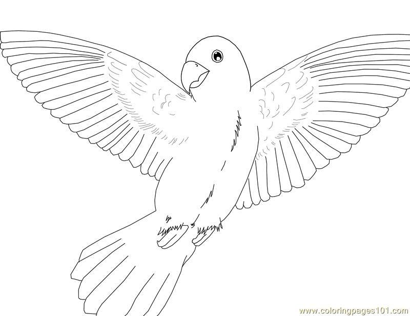 Coloring pages of a parrot Flying birds coloring pages |  Martie.abimillepattes.com