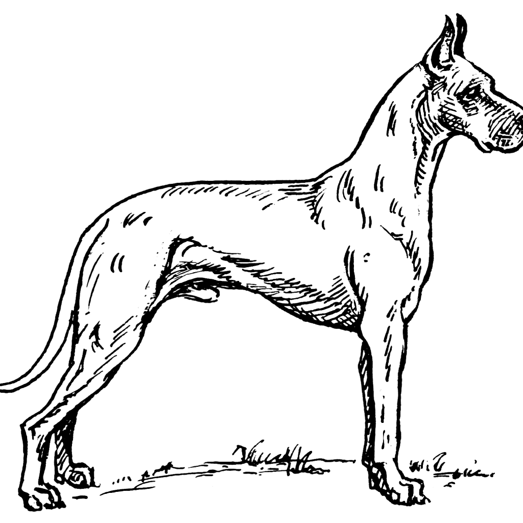 Great Dane - Coloring Pages for Kids and for Adults