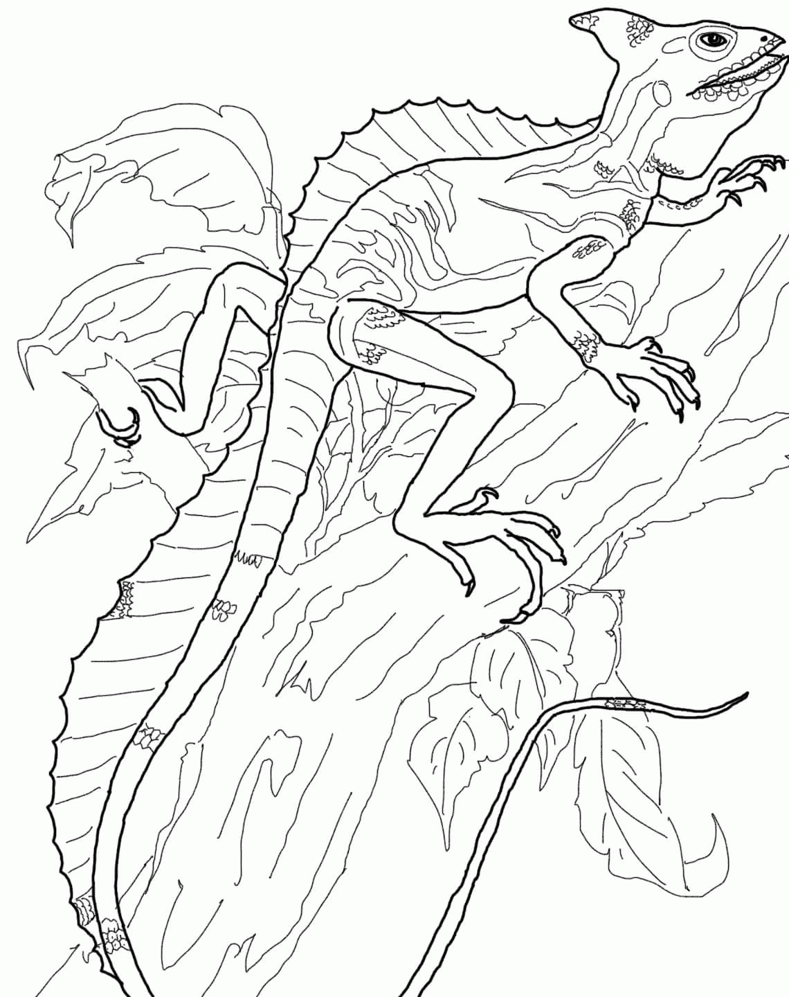 Horned Toad Coloring Page - Coloring Page
