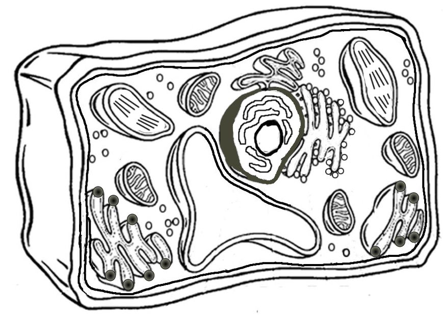 Plant Cell Coloring | Plant and animal cells, Plant cell, Plant cells  worksheet
