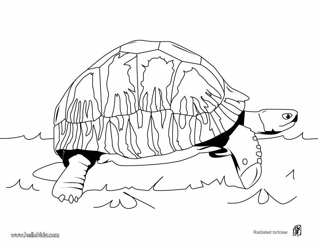 TORTOISE coloring pages - Galapagos tortoise