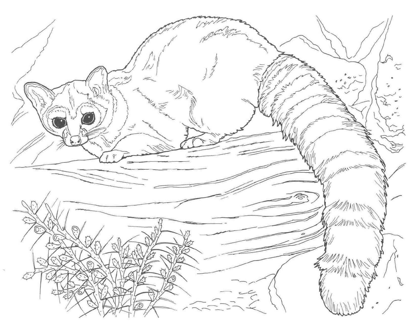 Hard Coloring Pages Of Animals - Coloring Page