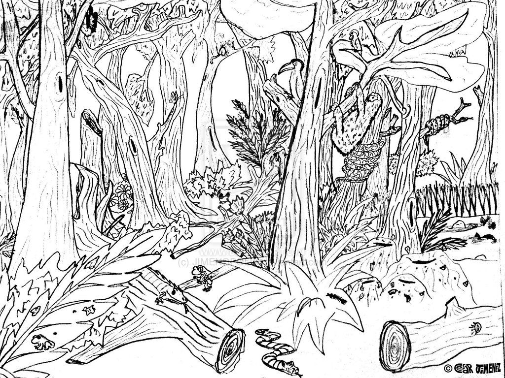Rain Forest Trees Coloring Page Coloring Home