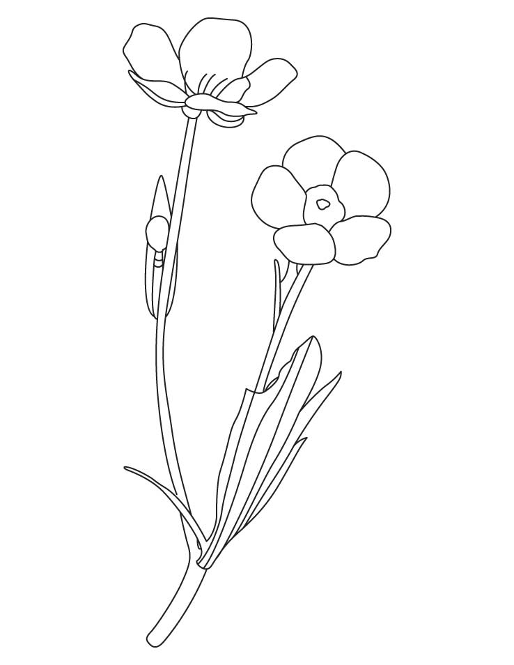 Buttercup Flower Coloring Pages - Coloring Pages For All Ages