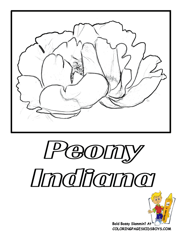 States Flower Coloring Pictures | Hawaii - Louisiana | Free ...
