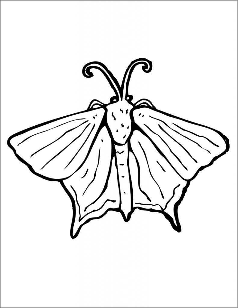 Atlas Moth Coloring Page - ColoringBay