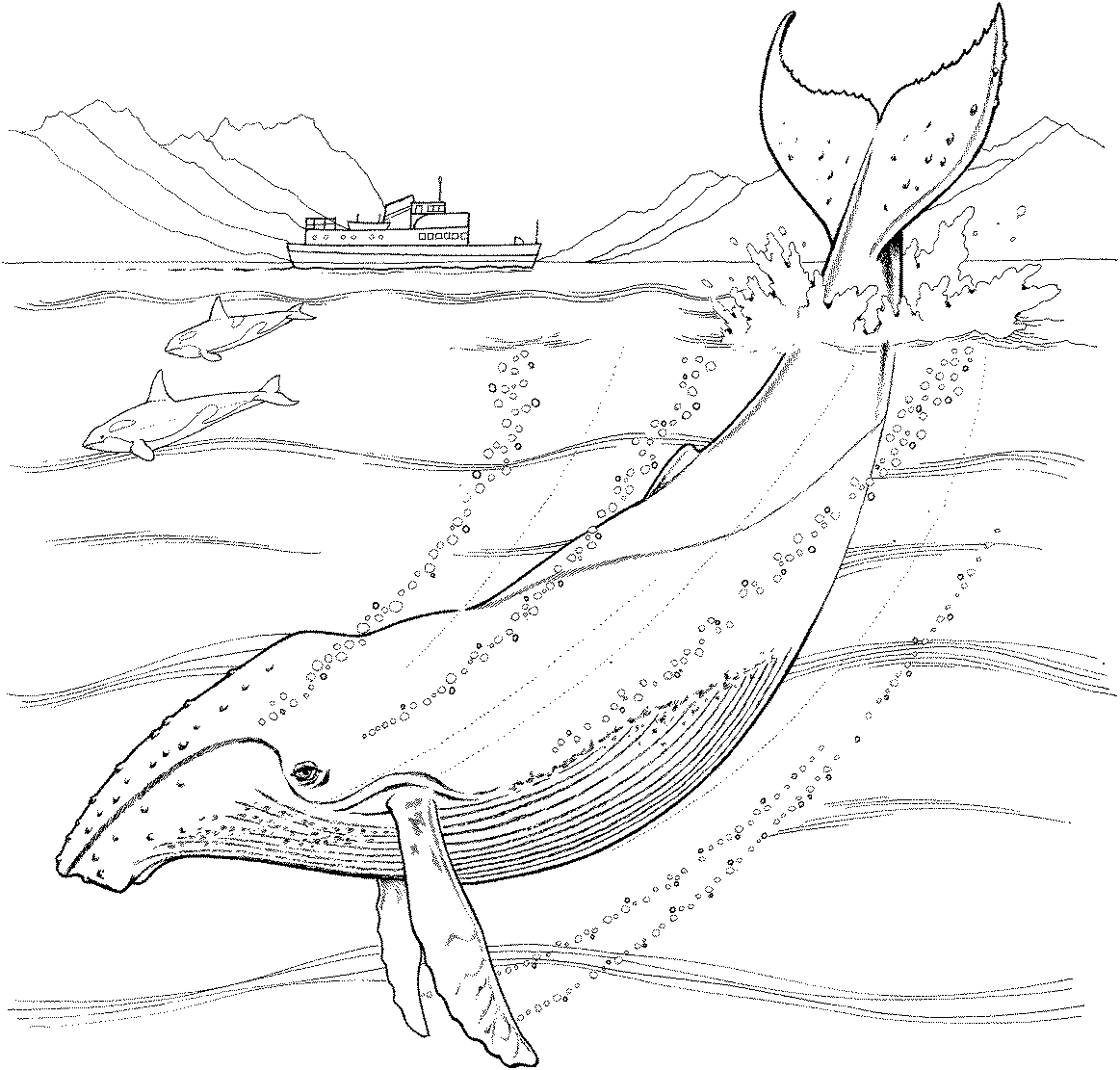 Humpback Whale Coloring Pages Marine Animal Coloring Pages | Whale coloring  pages, Animal coloring pages, Humpback whale
