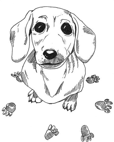 Dachshund colors, Dog coloring page, Dog drawing