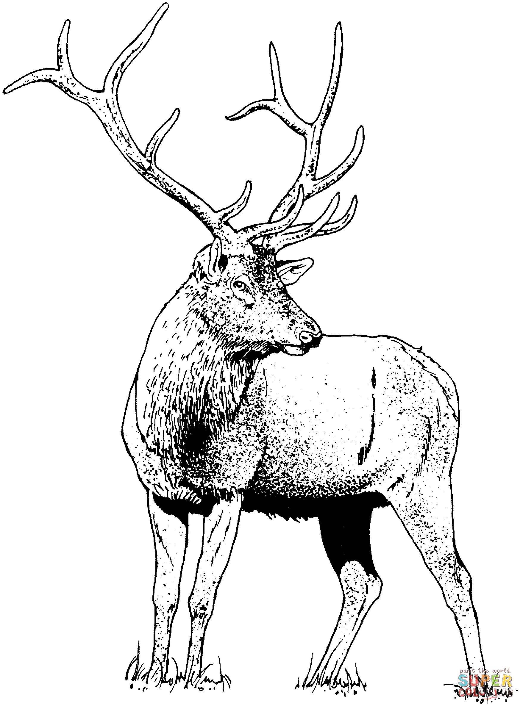 Gorgeous Elk Deer coloring page | Free Printable Coloring Pages