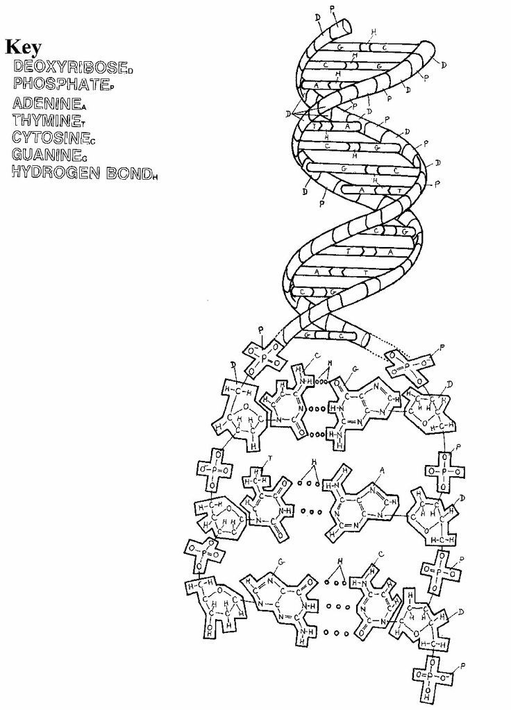Dna Coloring Page - Coloring Home
