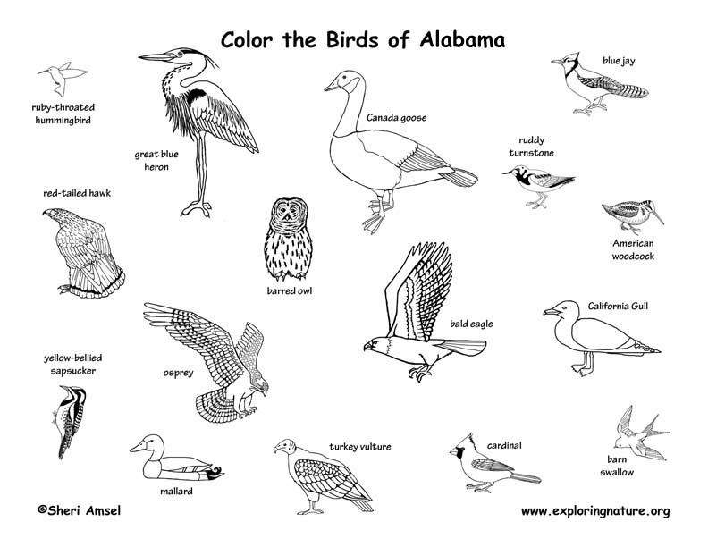 Alabama State Bird Coloring Page - Coloring Home