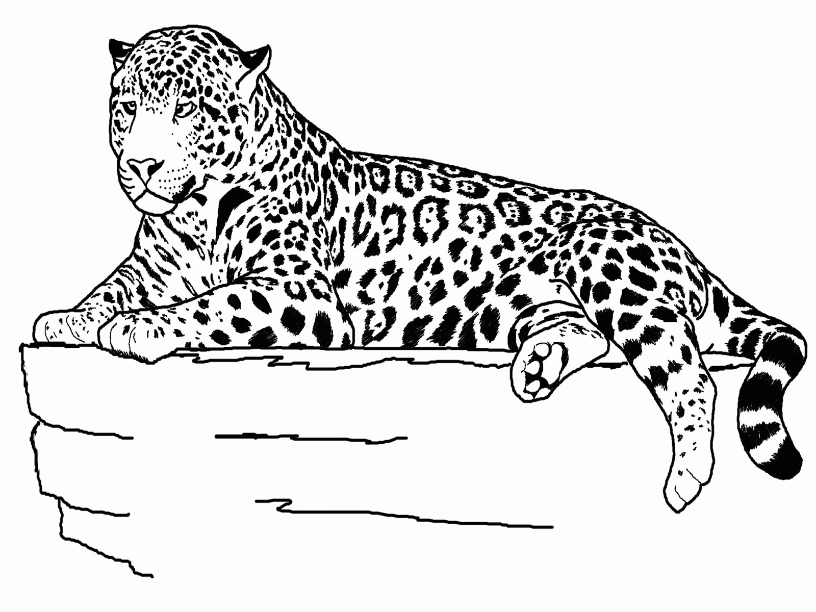 Rainforest Animals Coloring Pages Related Keywords & Suggestions ...