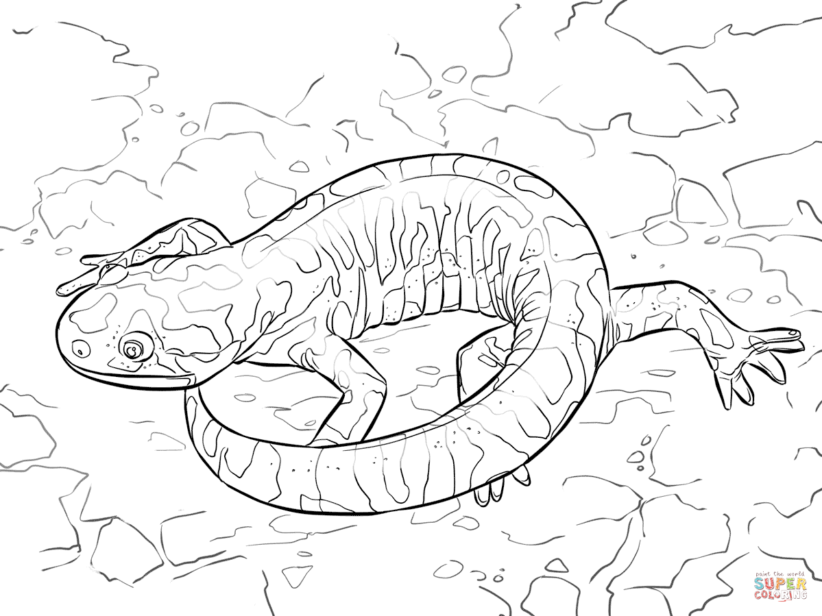 coloring salamander tiger woodland drawing printable creatures barred creature animals sketch template popular