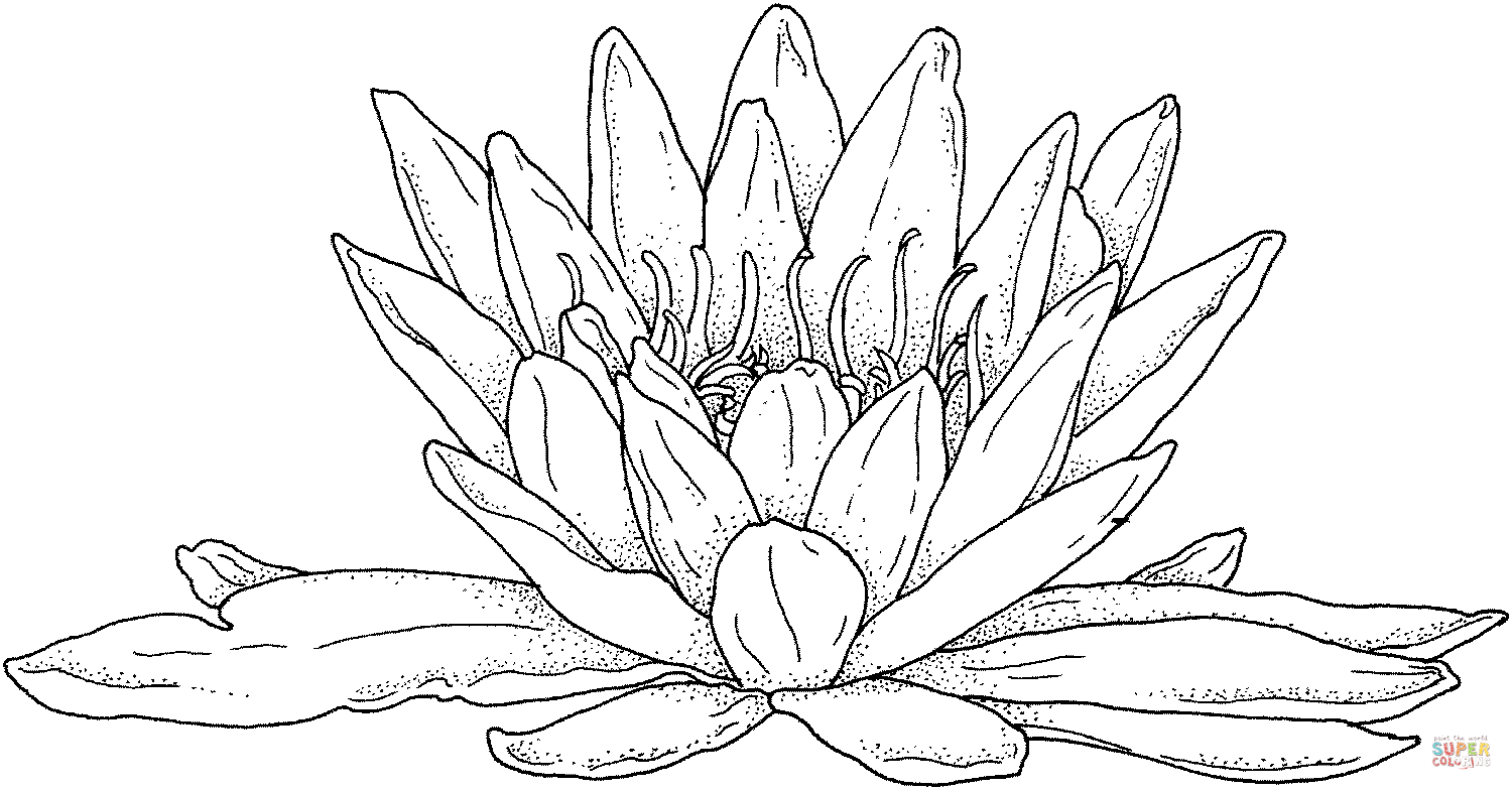 Blooming Water Lily coloring page | Free Printable Coloring Pages